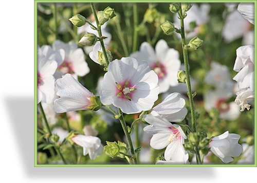 Malve, Buschmalve, Lavatera olbia 'Frederique'
