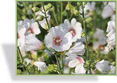Malve, Buschmalve, Lavatera olbia 'Frederique'