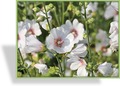 Malve, Buschmalve, Lavatera olbia 'Frederique'