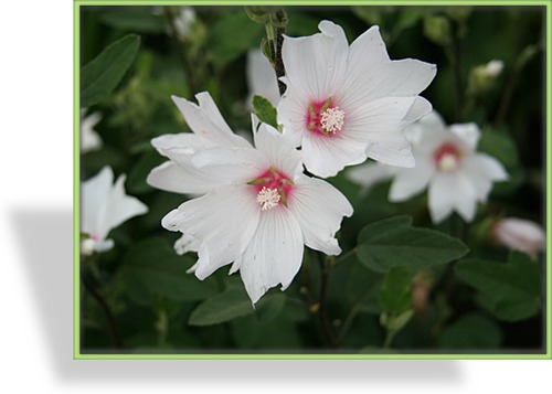 Malve, Buschmalve, Lavatera olbia 'Baby Barnsley'