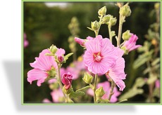 Malve, Buschmalve, Lavatera olbia 'Eyecatcher'