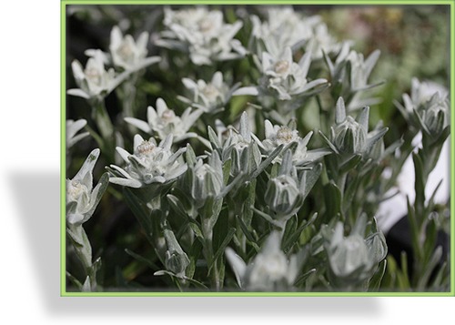 Edelweiß, Leontopodium alpinum 'Zugspitze'