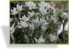 Edelweiß, Leontopodium alpinum 'Zugspitze'