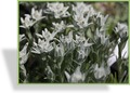 Edelweiß, Leontopodium alpinum 'Zugspitze'