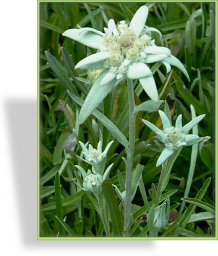 Edelweiß, Leontopodium alpinum