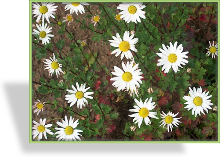 Margerite, Herbstmargerite, Chrysanthemum arcticum