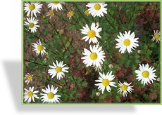 Margerite, Herbstmargerite, Chrysanthemum arcticum