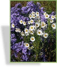 Margerite, Herbstmargerite