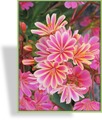 Bitterwurz, Lewisia hybride 'Regenbogen'