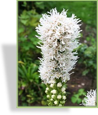 Prachtscharte, Liatris spicata 'Floristan Weiß'