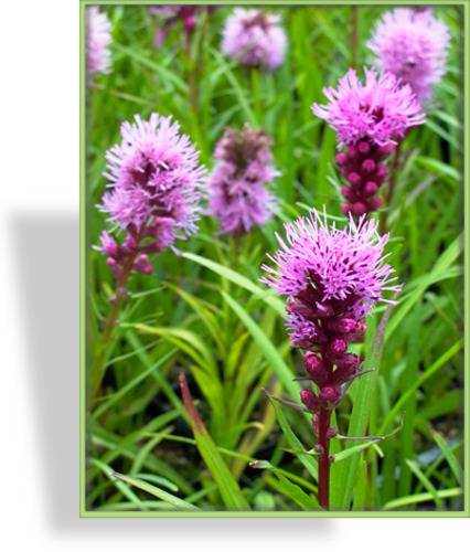 Prachtscharte, Liatris spicata 'Kobold'