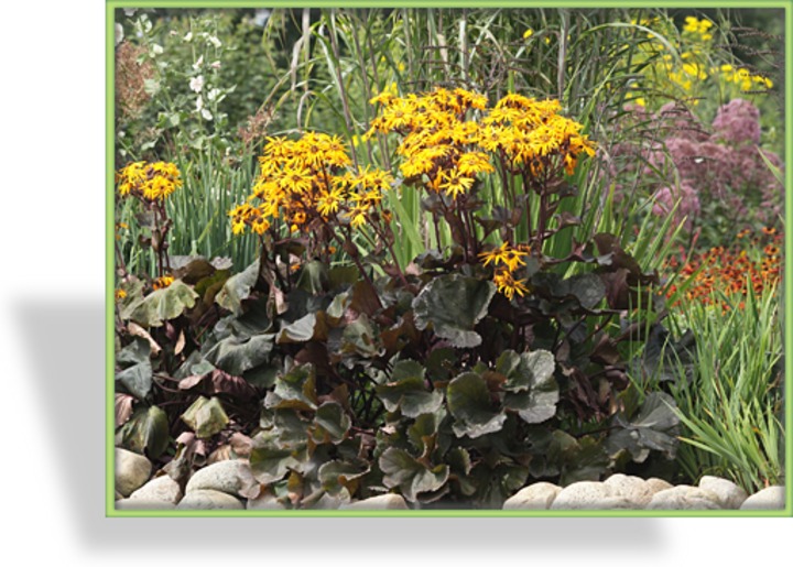 Kreuzkraut, Ligularia dentata 'Britt Marie Crawford'