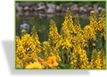 Kreuzkraut, Ligularia hessei 'Laternchen'