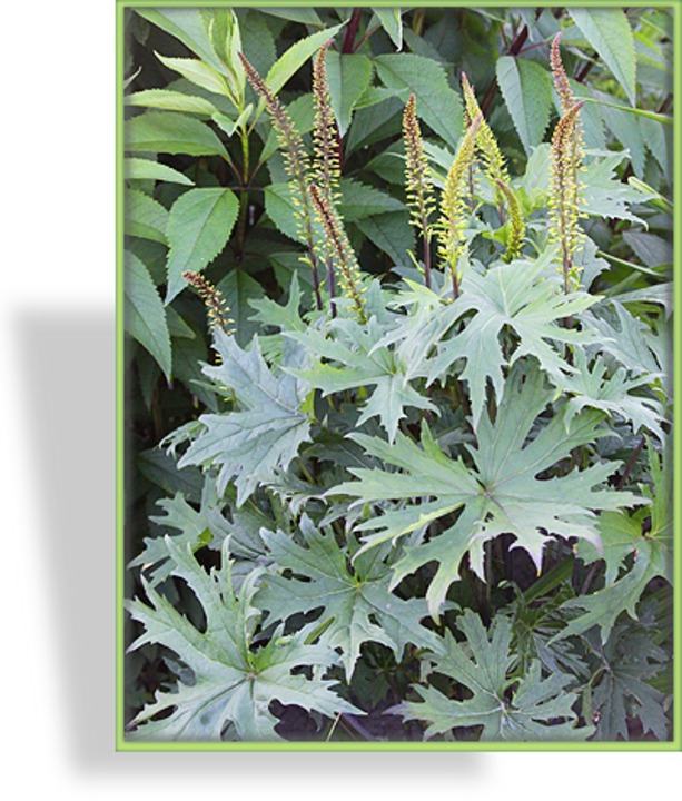 Kreuzkraut, Ligularia przewalskii