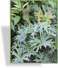 Kreuzkraut, Ligularia przewalskii