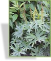 Kreuzkraut, Ligularia przewalskii