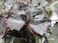 Strauß-Goldkolben, Ligularia dentata 'Pandora'