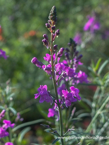 Leinkraut, Purpur-Leinkraut, Linaria purpurea