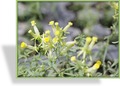 Leinkraut, Linaria hybride 'Peloric Form'