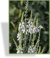 Leinkraut, Purpur-Leinkraut, Linaria purpurea 'Springside White'