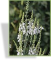 Leinkraut, Purpur-Leinkraut, Linaria purpurea 'Springside White'