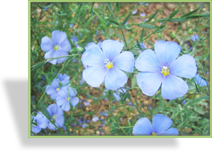 Staudenlein, Linum perenne 'Saphir'