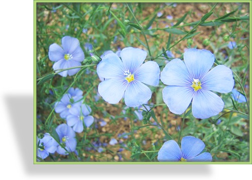 Staudenlein, Linum perenne 'Saphir'