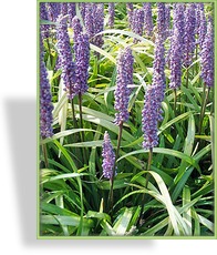 Liriope, Liriope muscari 'Ingwersen'