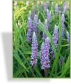 Liriope, Liriope muscari 'Moneymaker'