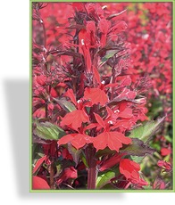 Lobelie, Lobelia fulgens 'St Elmos Fire'