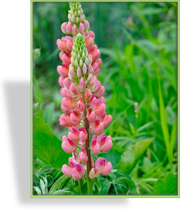 Lupine, Edellupine, Lupinus hybride 'Camelot Rose'