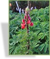 Lupine, Lupinus polyphyllus 'Beefeater'