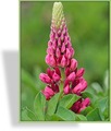 Lupine, Edellupine, Lupinus hybride 'Camelot Red'