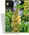 Lupine, Edellupine, Lupinus hybride 'Camelot Yellow'