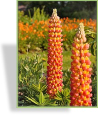 Lupine, Lupinus polyphyllus 'Gladiator'