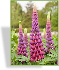 Lupine, Lupinus polyphyllus 'Masterpiece'