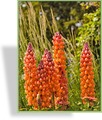 Lupine, Lupinus polyphyllus 'Salmon Star'