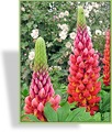 Lupine, Lupinus polyphyllus 'Towering Inferno'