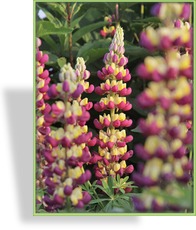 Lupine, Vielblättrige Lupine, Lupinus polyphyllus 'Manhattan Lights'
