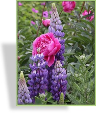 Lupine, Edellupine, Lupinus hybride 'Persian Slipper'