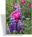 Lupine, Edellupine, Lupinus hybride 'Persian Slipper'