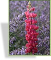 Lupine, Edellupine, Lupinus hybride 'Red Rum'