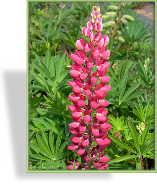 Lupine, Edellupine, Lupinus hybride 'Edelknabe'