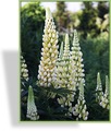 Lupine, SP-Stauden