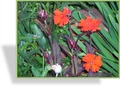 Nelke, Pechnelke, Lychnis arkwrightii 'Vesuvius'