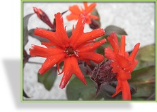 Nelke, Pechnelke, Lychnis arkwrightii 'Orange Zwerg'