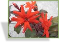 Nelke, Pechnelke, Lychnis arkwrightii 'Orange Zwerg'