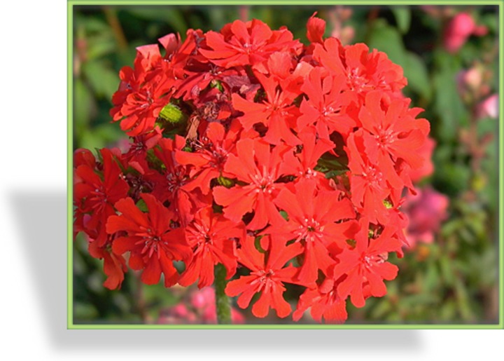 Brennende Liebe, Lychnis chalcedonica