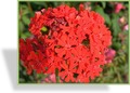 Brennende Liebe, Lychnis chalcedonica