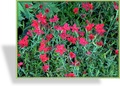 Nelke, Heidenelke, Dianthus deltoides 'Brillant'